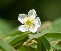 Fruit Flowers