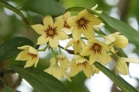 Fruit Flowers