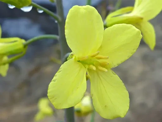 Vegetable flowers