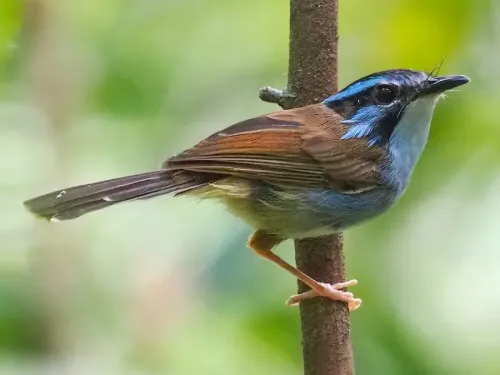 Campbell's fairywren #1561