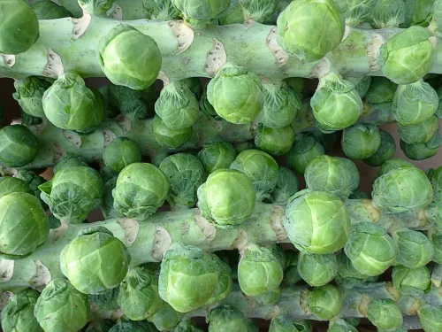 Brussels sprouts #29