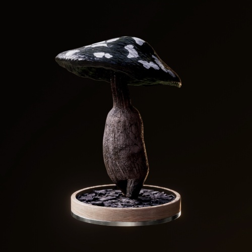 Fungi #6094