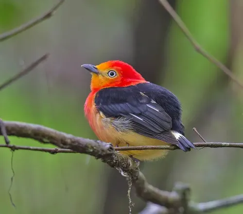 Band-tailed manakin #396