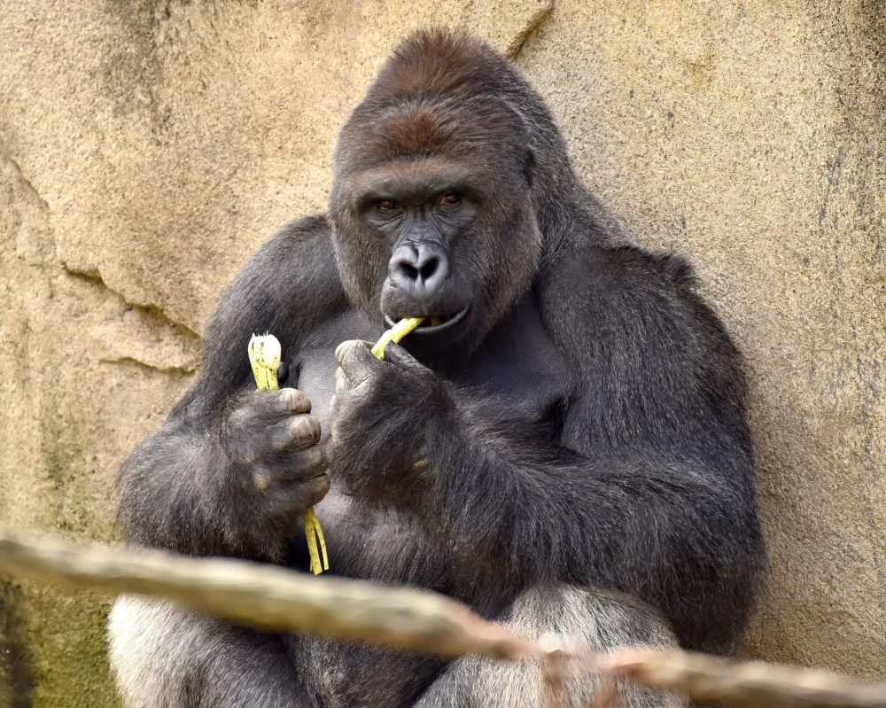 HARAMBE: LEGENDS #690