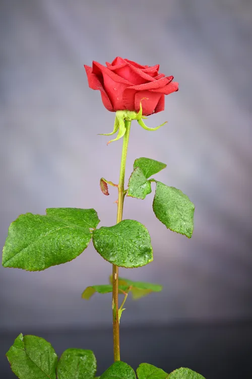 Love is... Rose ＃1266488