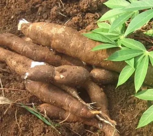 Cassava #40