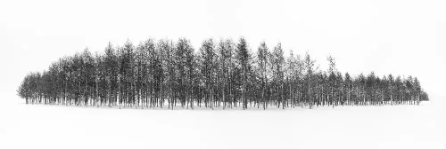 Theblacktreesonthewhiteplanet. #96413
