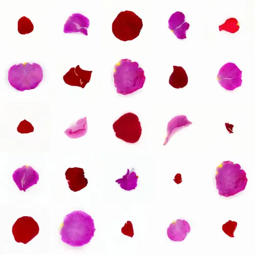 Infinite Petals 5x5#1950