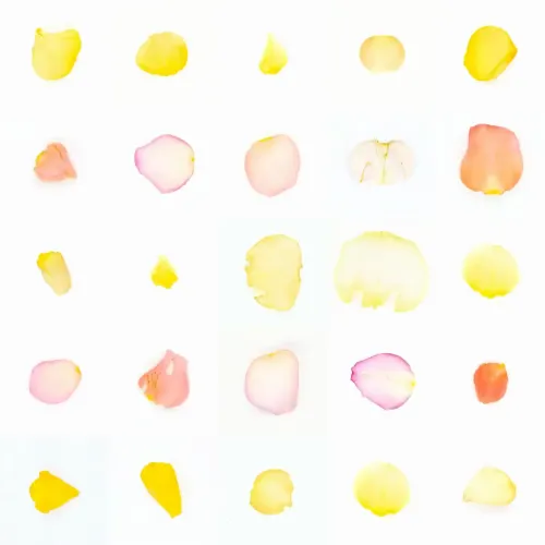 Infinite Petals 5x5#1446
