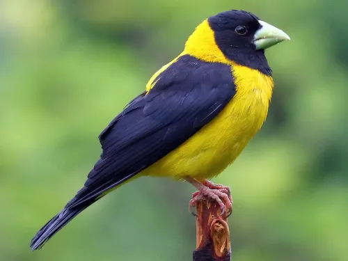 Black-and-yellow grosbeak #684