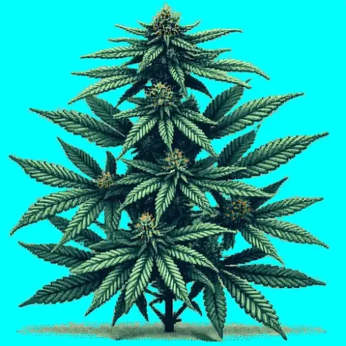 Indica#4 (#324271670)