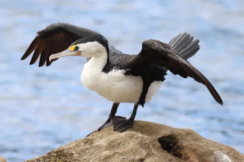 Australian pied cormorant #326