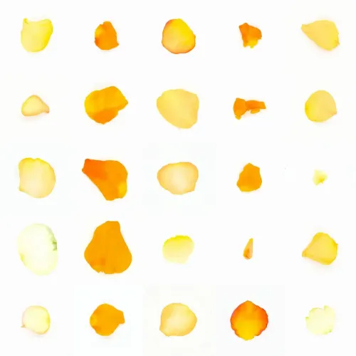 Infinite Petals 5x5#21897