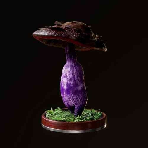 Fungi #2970