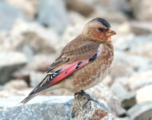 African crimson-winged finch #38