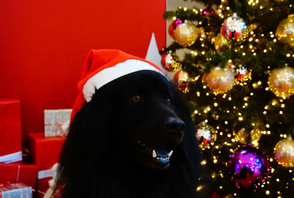 Hund Dog Weihnachten Christmas #4