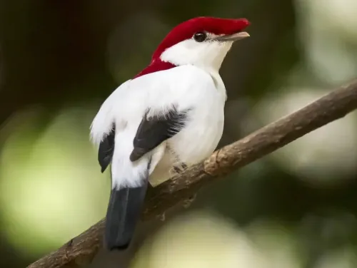 Araripe manakin #220