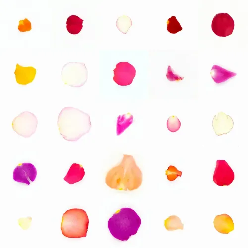 Infinite Petals 5x5#21400