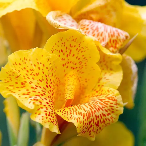 Yellow Canna #69