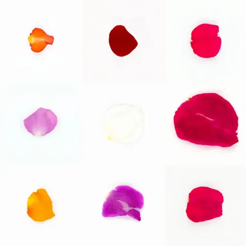 Infinite Petals 3x3#2731