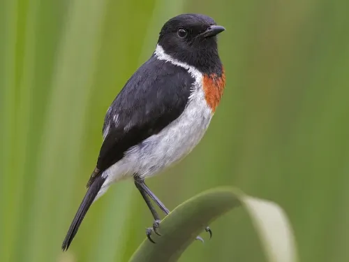 African stonechat #76