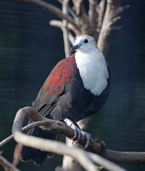 White-throated ground dove #7226