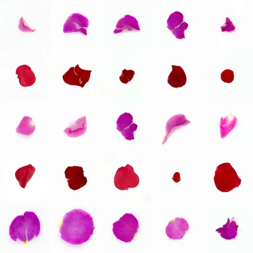 Infinite Petals 5x5#20335
