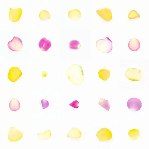Infinite Petals 5x5#20951
