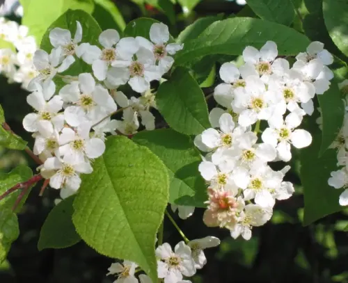 Bird cherry #17