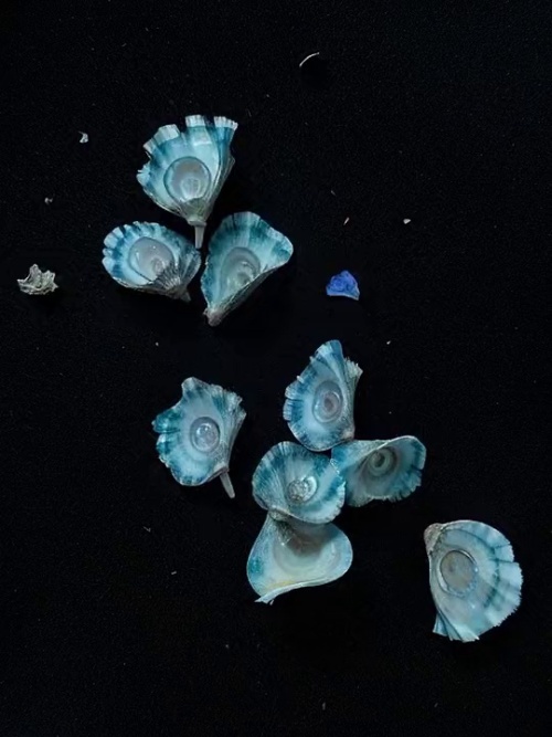 Litorishella Patelliforma #870008