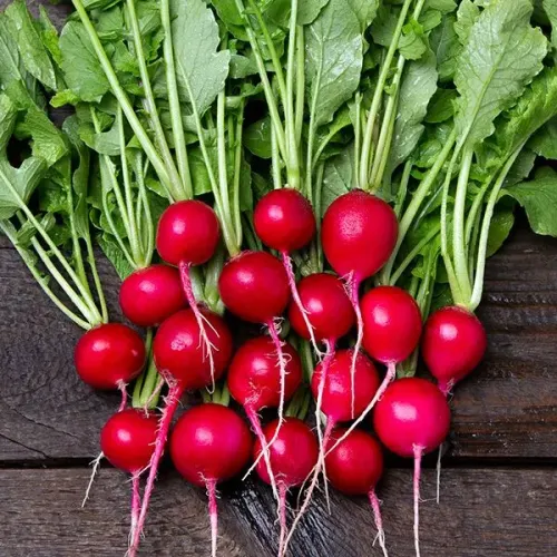 Radish #180