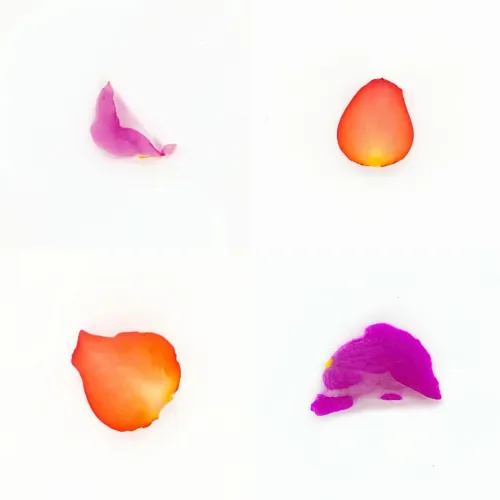Infinite Petals 2x2#4165