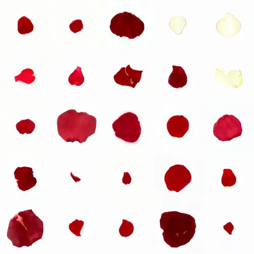 Infinite Petals 5x5#22294