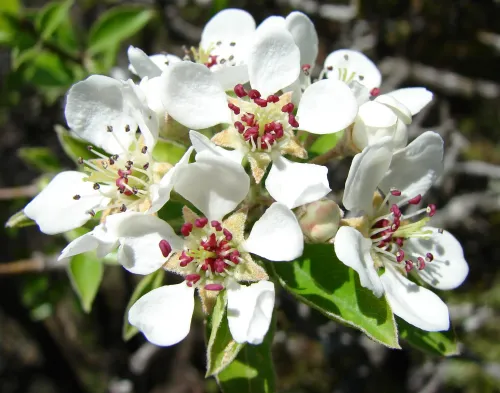 Almond-leaved pear #4