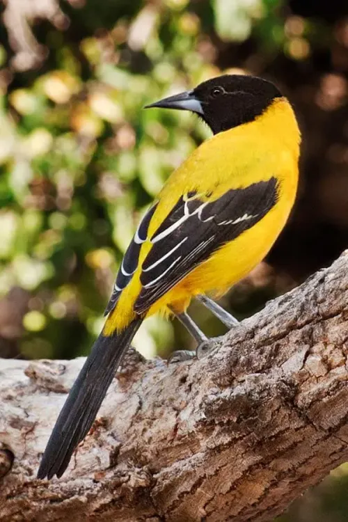 Audubon's oriole #298