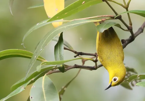 Javan white-eye #3904