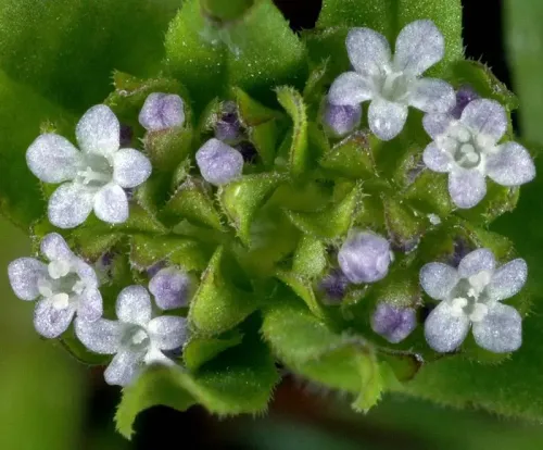 Pearl Lamb's lettuce #226