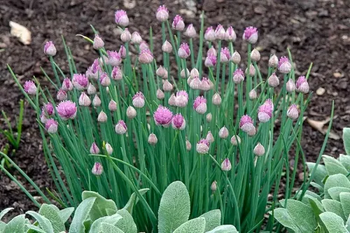 Chives #56