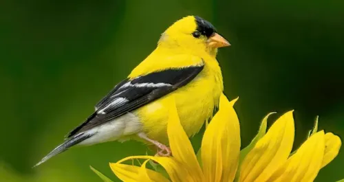 American goldfinch #124