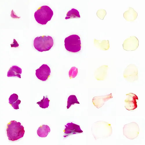 Infinite Petals 5x5#20160