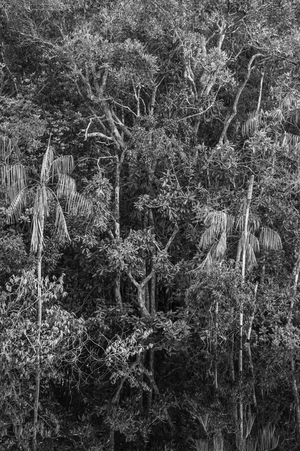 Amazonia - Sebastiao Salgado #4546