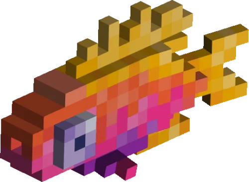 Anthias Fish