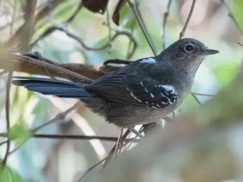 Mato Grosso antbird #4248