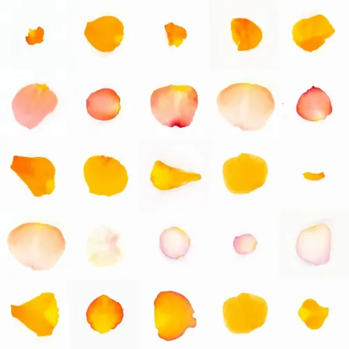 Infinite Petals 5x5#922