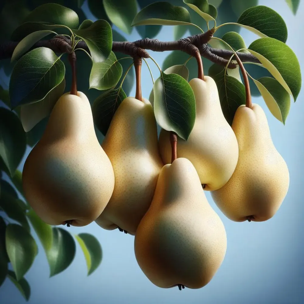 Chinese White Pear #870