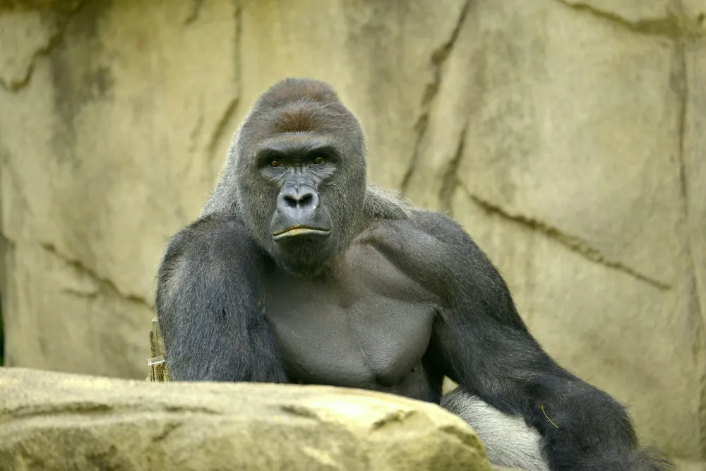 HARAMBE: LEGENDS #561