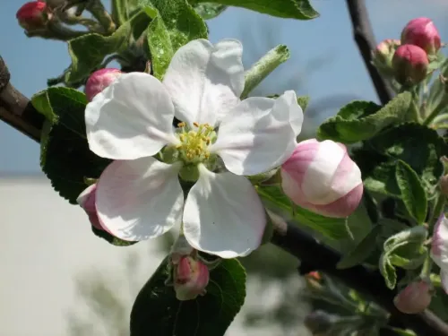 Chinese pearleaf crabapple #37