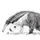 Anteater