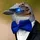 BowTiedShrike