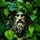 Dionysus